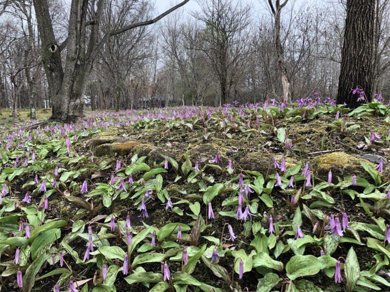 早春はカタクリが群生
