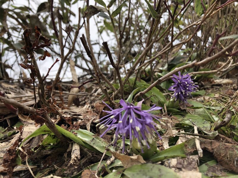 ショウジョウバカマ