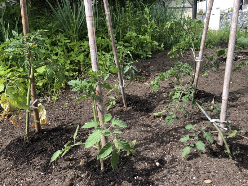 トマトの苗